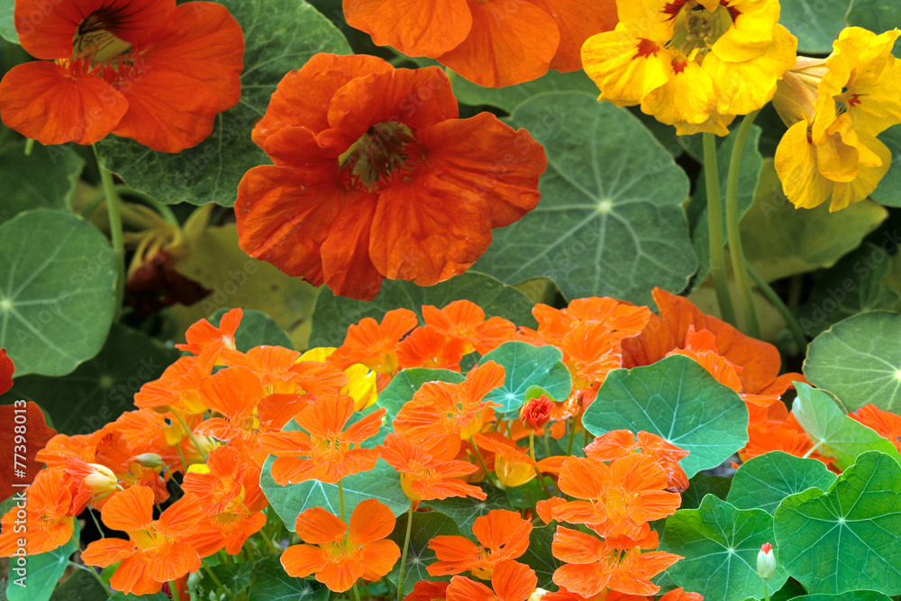 Kapuzinerkresse; Tropaeolum, majus; Kapuzinerkresse; Tropaeolum, majus;