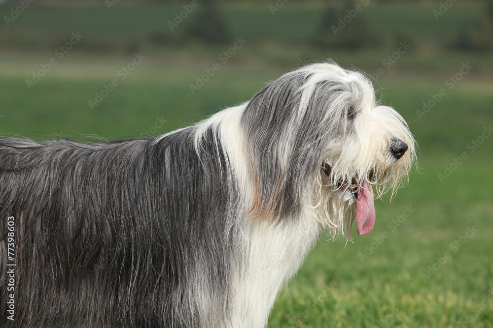 Portrait of beautiful bearded collie Portrait of beautiful bearded collie