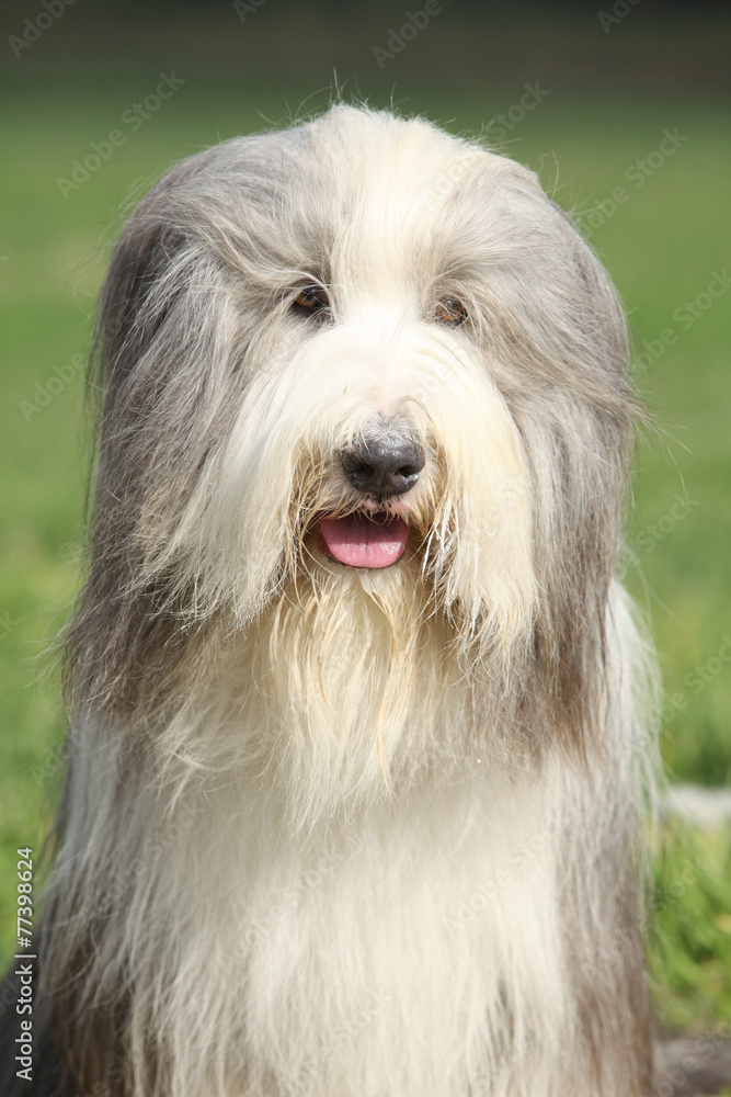 Amazing Bearded collie sitting