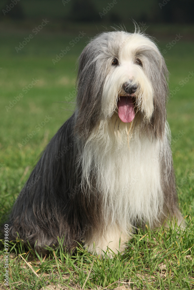 Amazing Bearded collie sitting