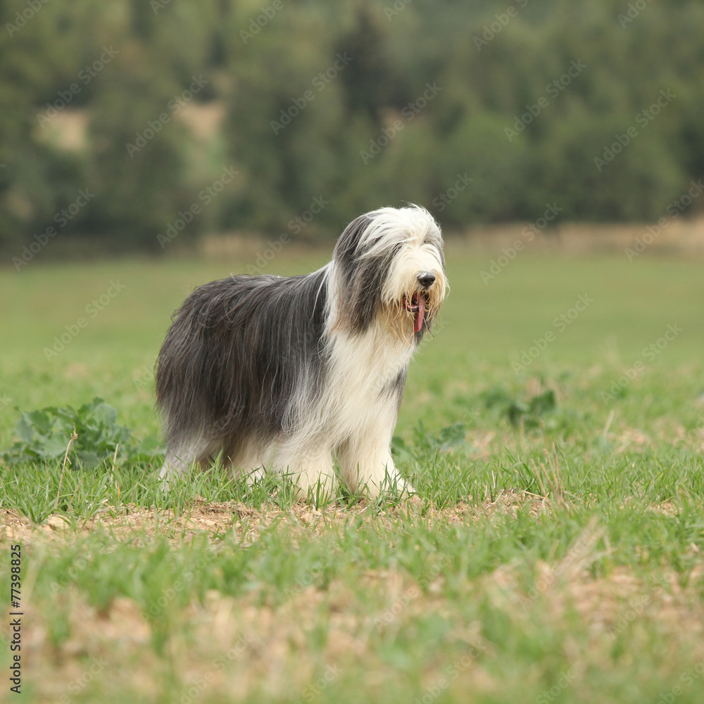 Beautiful bearded collie standing in the nature