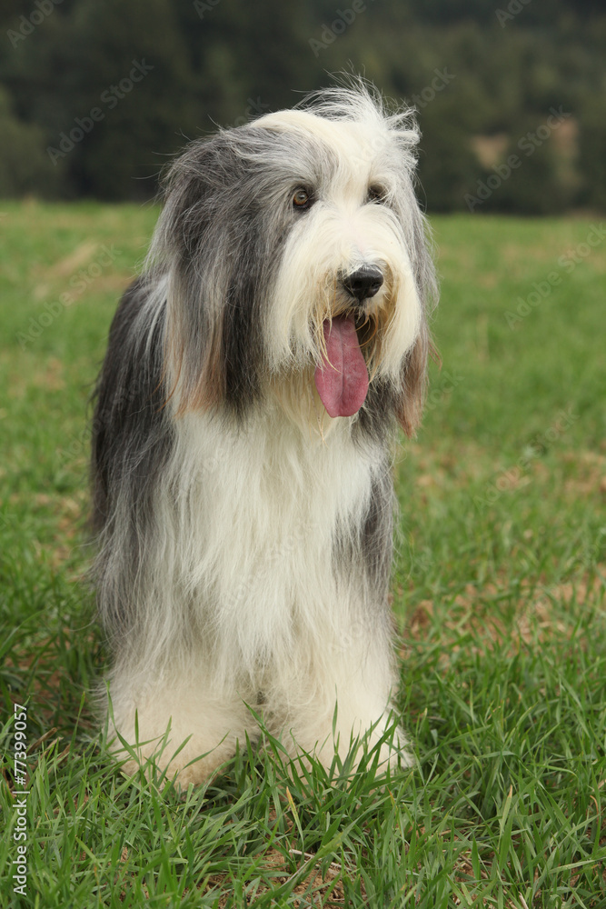 Beautiful bearded collie standing in the nature