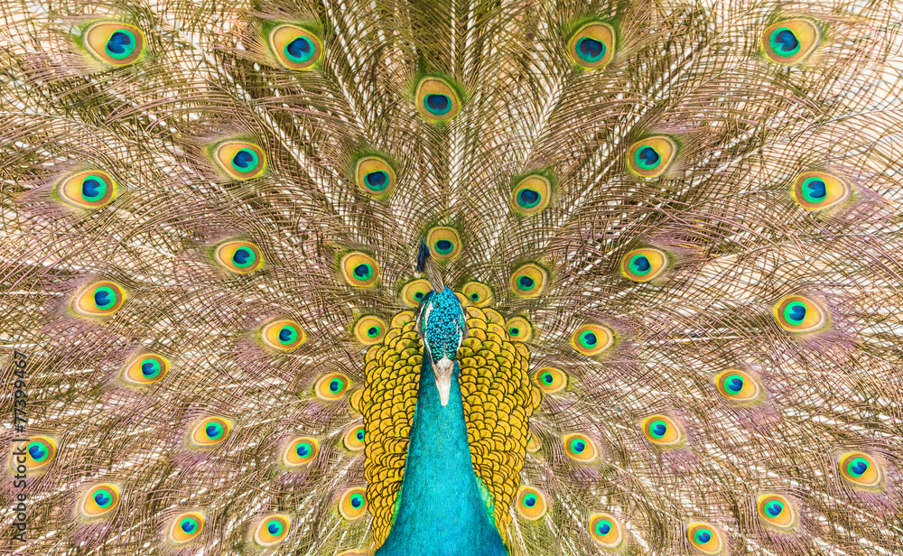 Fototapeta premium Male Indian peafowl (Pavo cristatus) in a fan-like displaying