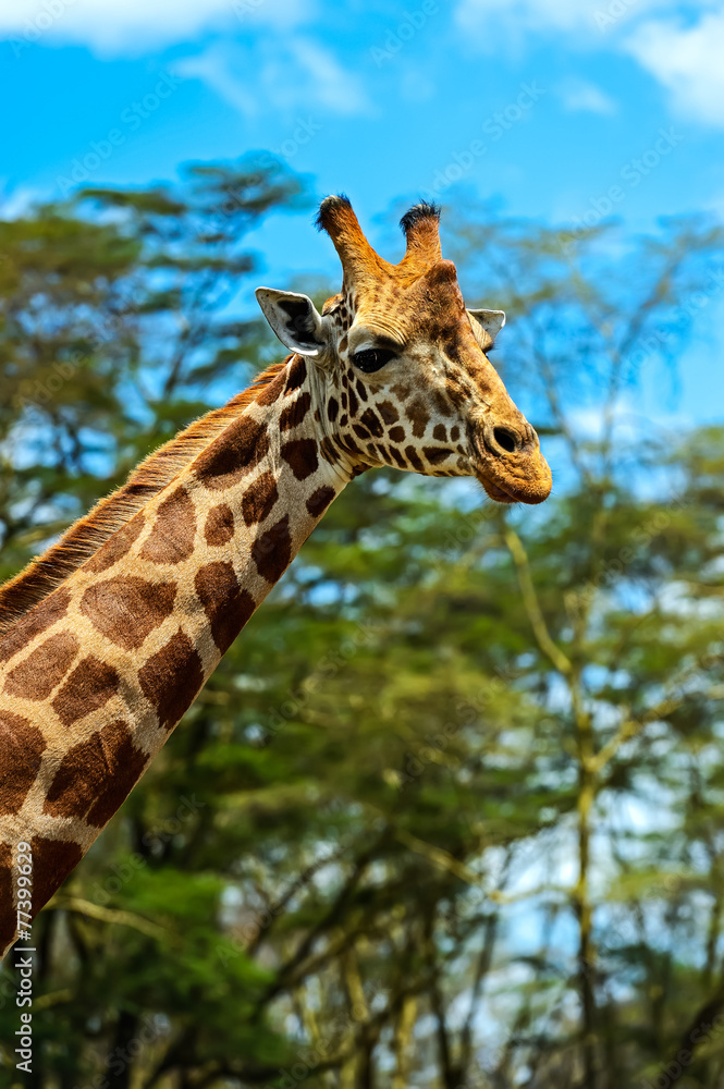 Giraffe Giraffe