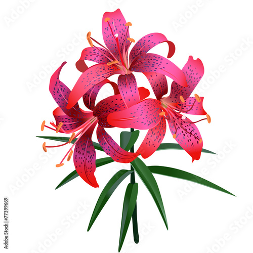 Fototapeta Naklejka Na Ścianę i Meble -  Red tiger lily isolated on white background