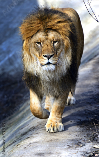 Lion in the African savannah Masai Mara