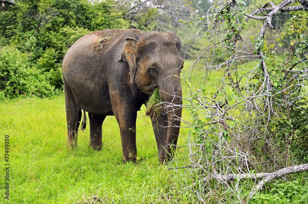 Fototapeta premium Elephant
