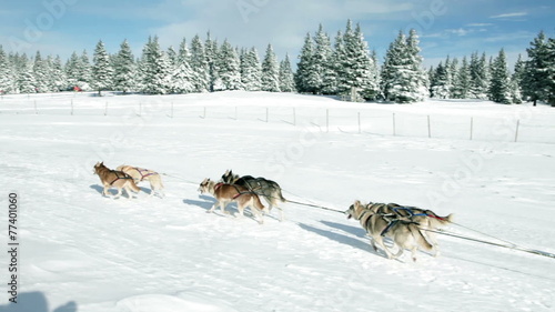 a sledge pullen by several dogs in the idyllic nature photo