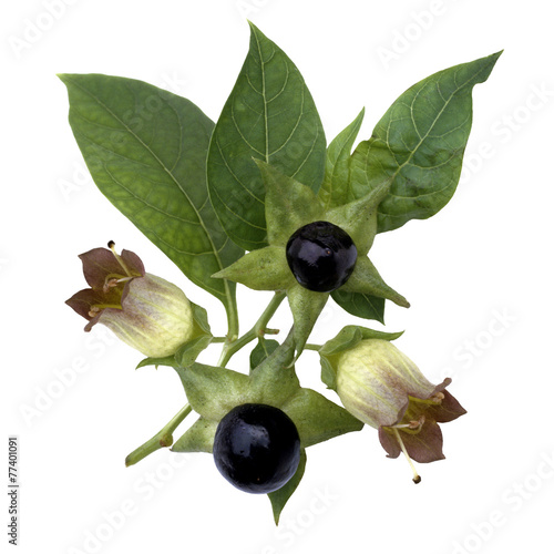 Konstfotografi Tollkirsche; Atropa Bella-donna; Beeren