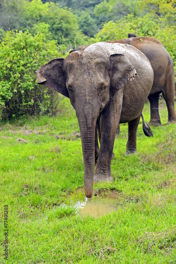 Fototapeta premium Elephant