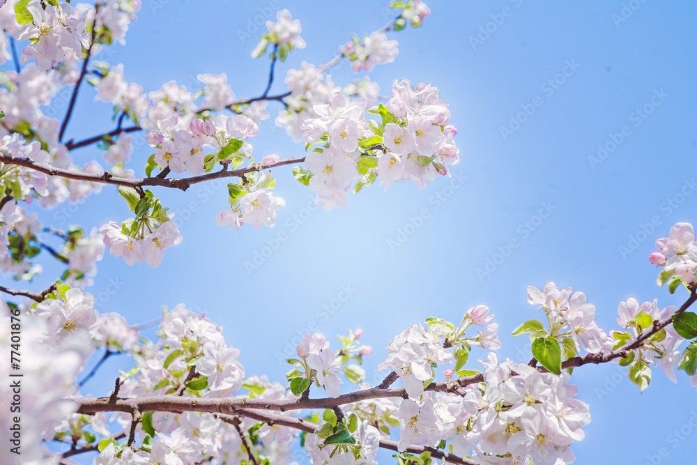 view on branches of blossoming apple tree with sky background in
