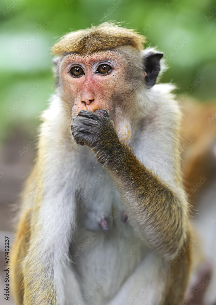 Macaca