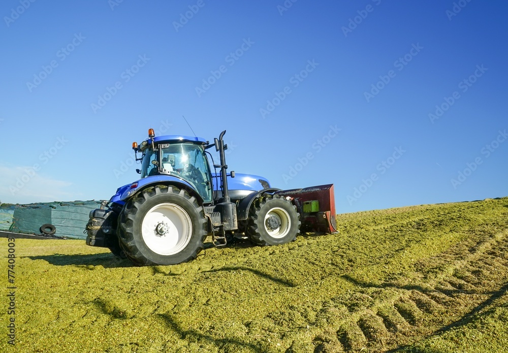 Fototapeta premium Silomaisernte, Traktor mit Planierschild verteilt Maissilage
