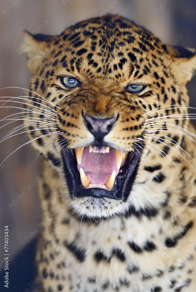 Fototapeta premium Leopard
