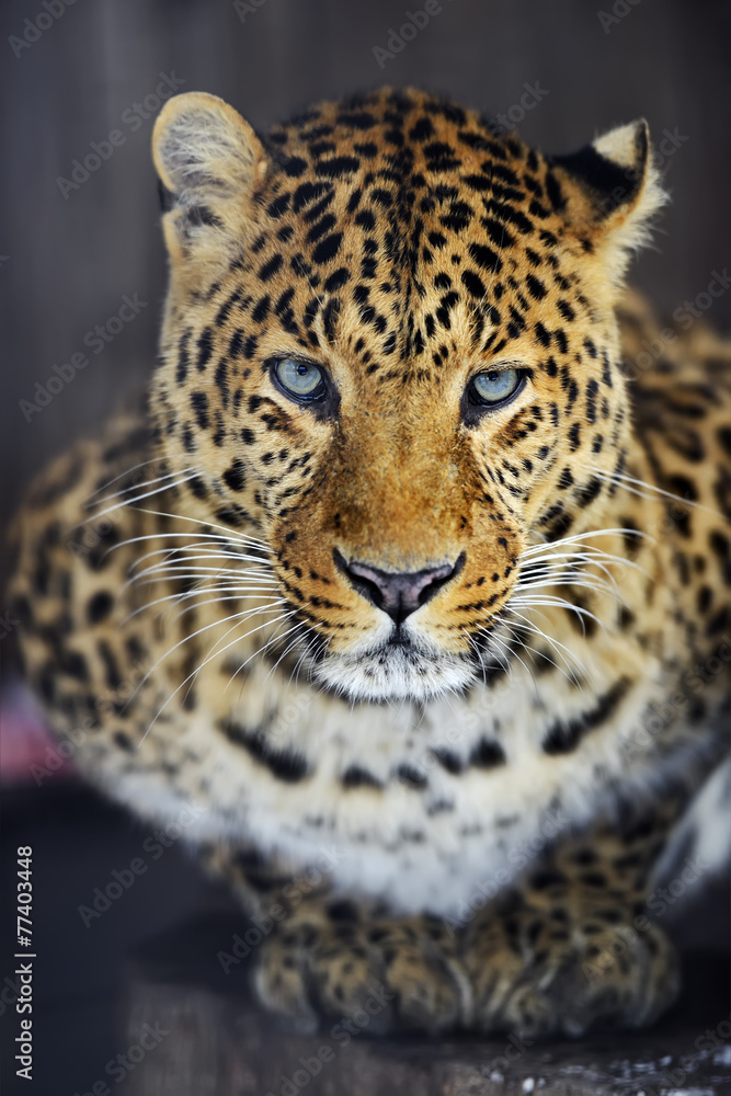 Obraz premium Leopard