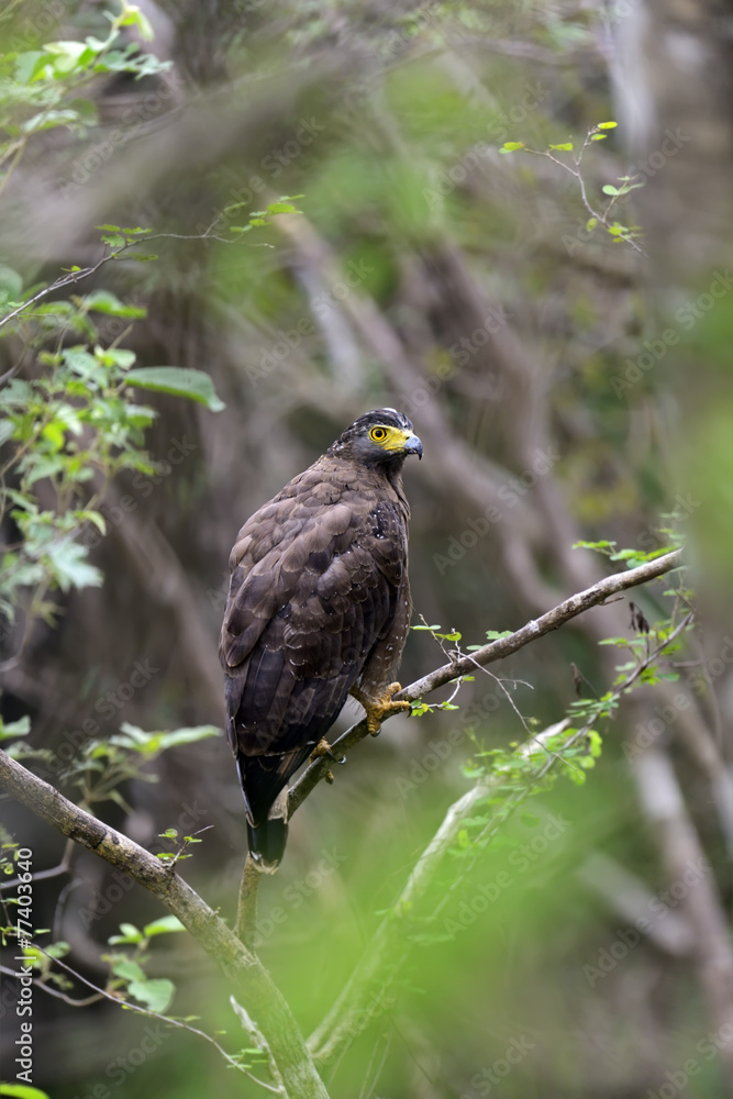 Fototapeta premium Crested Falcon