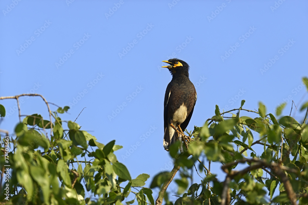 Fototapeta premium Common myna