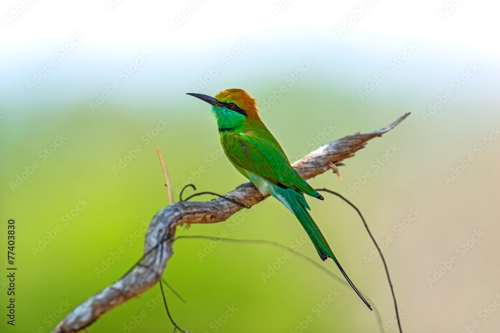 Obraz premium Bee-eater in the wild on the island of Sri Lanka