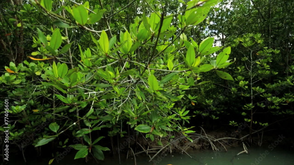 Mangrove Forests beauty in nature, Thailand Mangrove Forests beauty in nature, Thailand