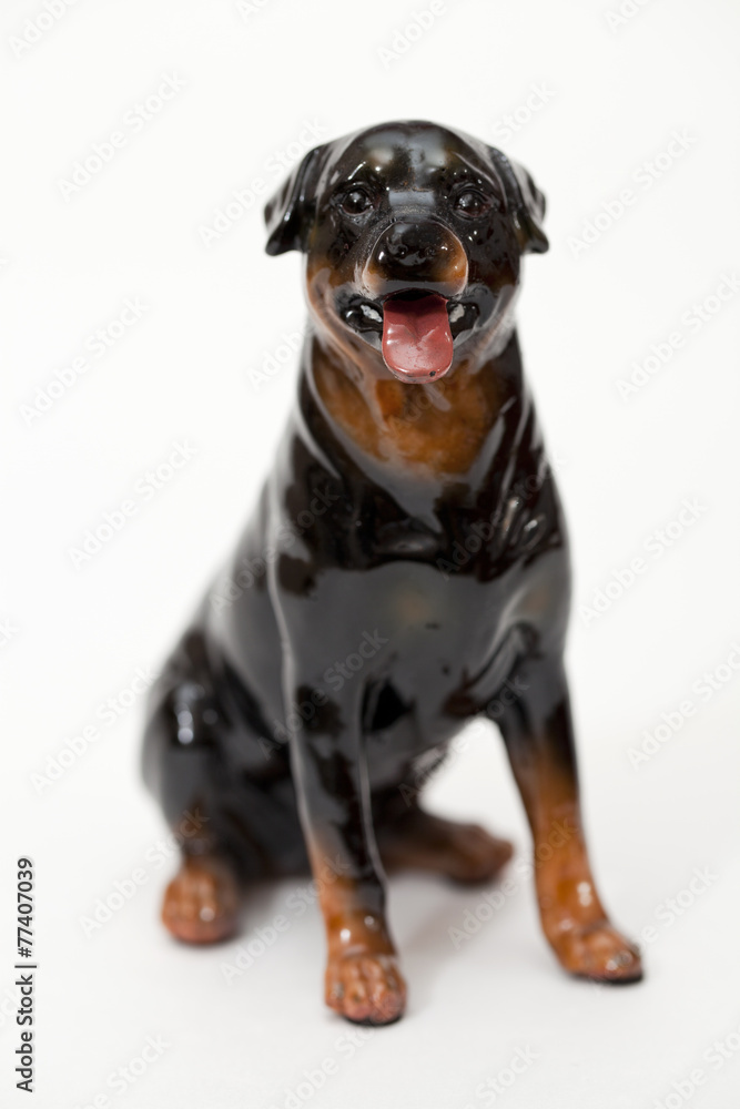 Obraz premium Labrador Retriever Black