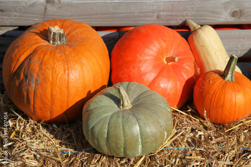 Kürbisse auf einem Herbstmarkt
