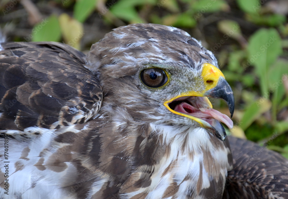 Naklejka premium Milan