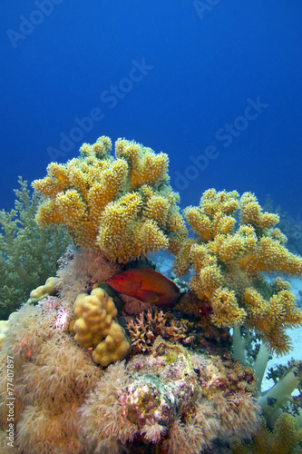 coral reef with  soft coral and blue-spotted red fish