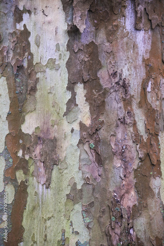 Canvas Print Bark of a london plane (Platanus x acerifolia) resembling an artwork