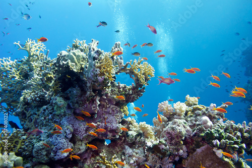 coral reef with hard corals and exotic fishes anthias #77408022
