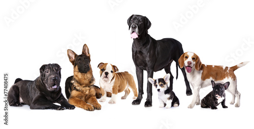 Group of dogs © liliya kulianionak