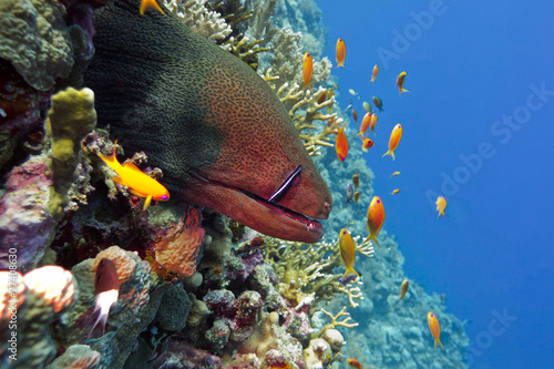 coral reef with dangerous great moray eel in tropical sea