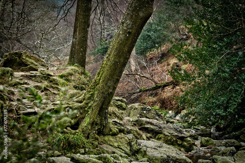 Wald in Wicklow Mountain