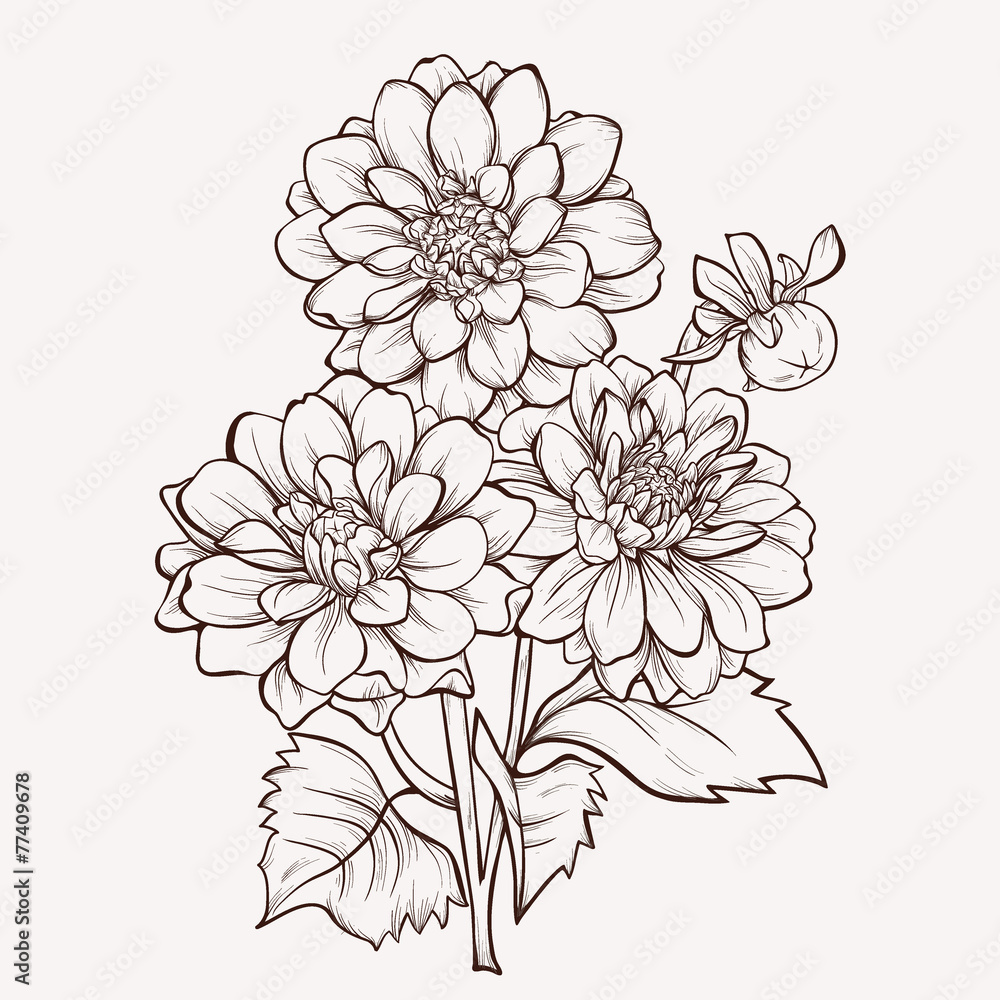Vector dahlia flower isolated on white background. Element for d Vector dahlia flower isolated on white background. Element for d