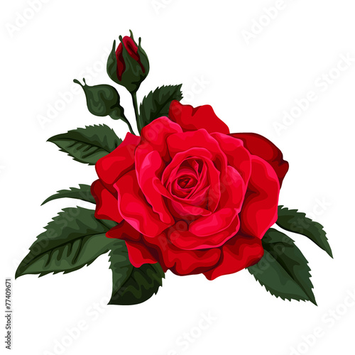 Beautiful rose isolated on white.