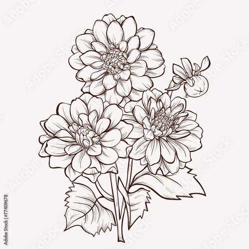 Vector dahlia flower isolated on white background. Element for d