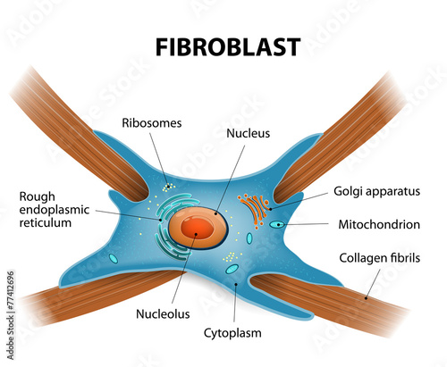 Structure of fibroblast cells photo