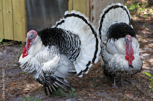 farm turkeys