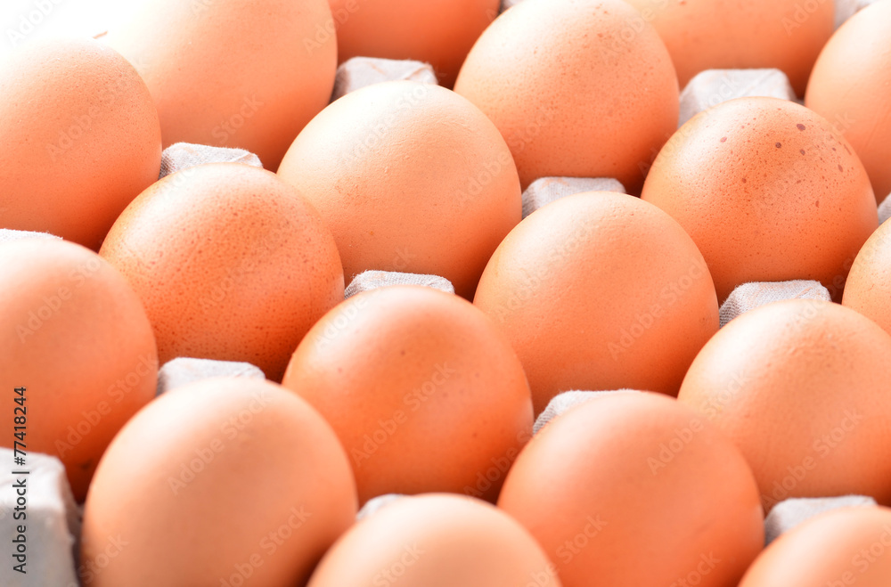 chicken egg in panel eggs