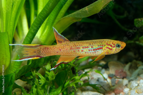 Aphyosemion fish photo