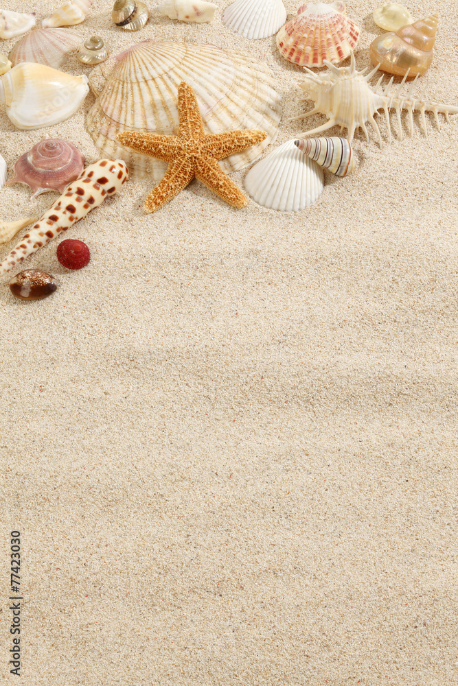 Starfish & Shells on Beach Sand Starfish & Shells on Beach Sand