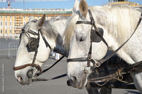 Two horses.