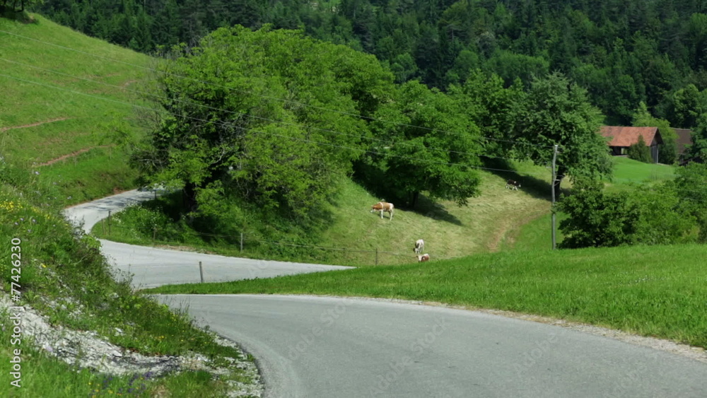 VRHNIKA, SLOVENIA - AUG 24, 2013: Two bicycle riders in a cycling competition are skillfuly climbing the hill VRHNIKA, SLOVENIA - AUG 24, 2013: Two bicycle riders in a cycling competition are skillfuly climbing the hill