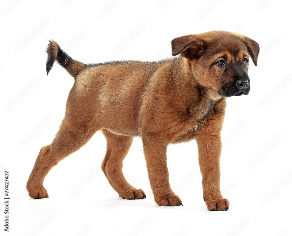 Obraz premium Cute puppy isolated on white