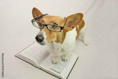 Corgi with reading glasses and book