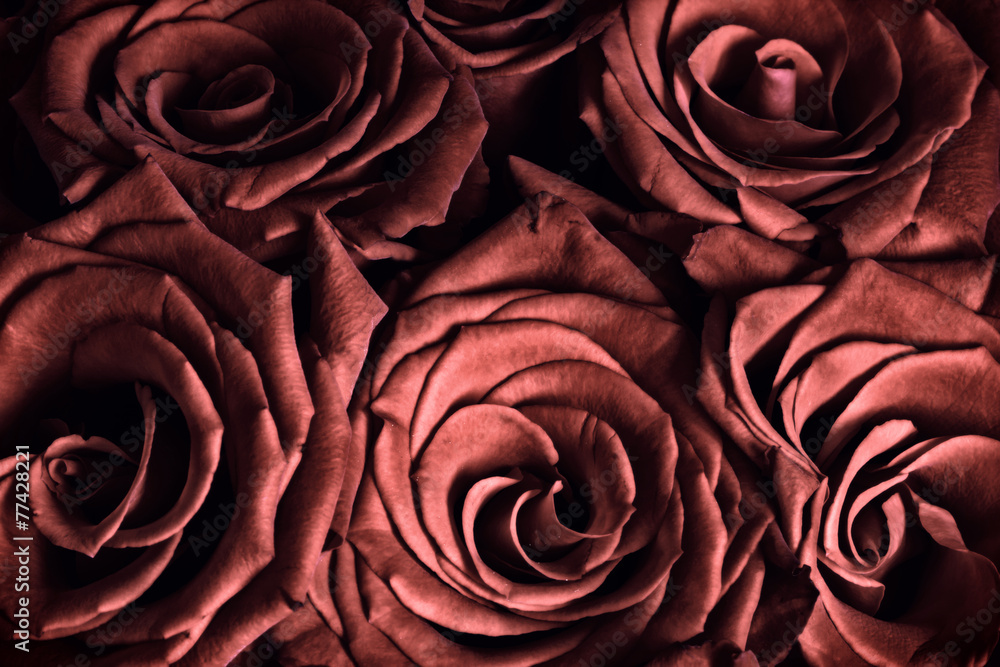 Obraz premium Red Roses - Close Up