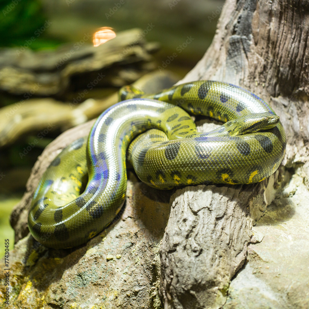 Fototapeta premium Green anaconda