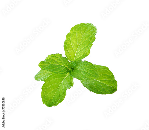 fresh mint leaves on a white background