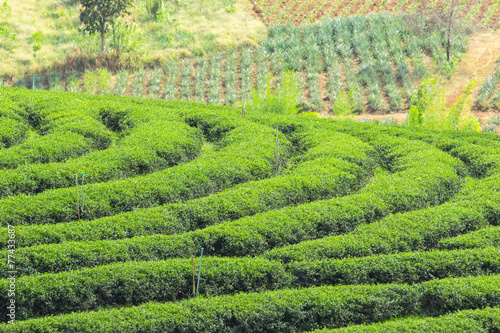 Green tea plant
