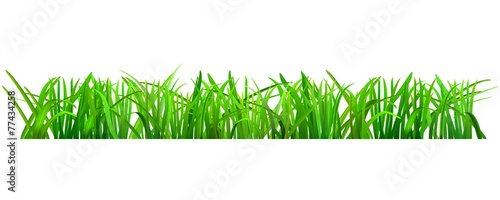 Green grass