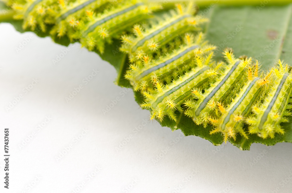 Naklejka premium Row of caterpillar eating leaf.